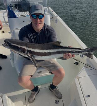Beautiful Atlantic Beach cobia caught and ready for photos!