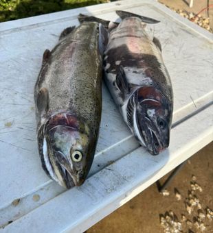 Freshly caught rainbow trout, ready for the next