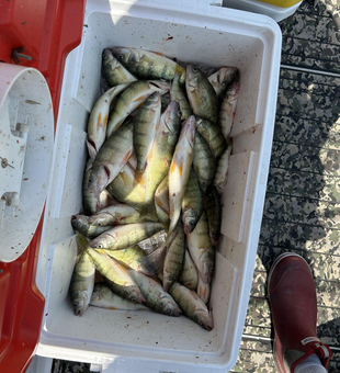 Yellow Perch triple threat: Port Clinton's finest!