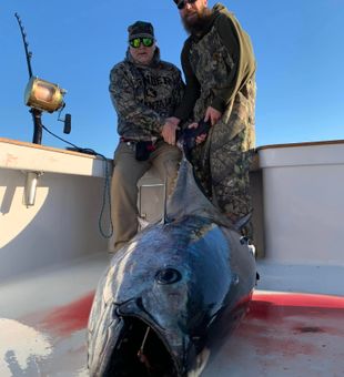 Monster bluefin tuna landed in Manteo NC waters!
