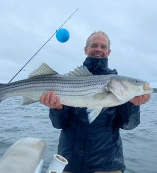 Striped Bass in Freeport, Maine