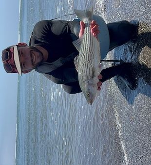 Nice striped bass from El Cerrito waters!