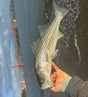 Beautiful striped bass caught in El Cerrito waters!