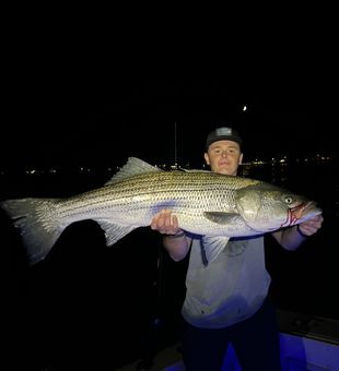Experience light tackle and fly fishing action while targeting giant striped bass along Maine's rugged coast.