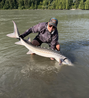 White sturgeon from the Chehalis River!