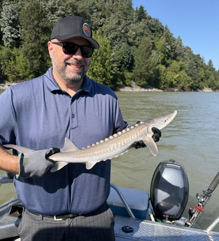 Massive Chehalis River white sturgeon caught jigging!