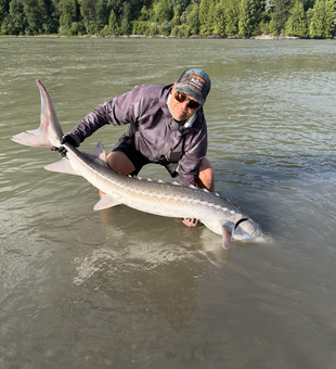 Monster Chehalis River white sturgeon taken by jigging!