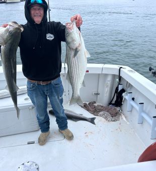 Double striped bass success in Hingham MA waters!