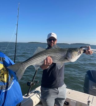Beautiful Hingham striped bass on the boat!