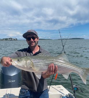 Beautiful Hingham striped bass from today's fishing tour!