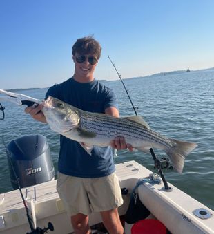 Nice striped bass from Hingham MA waters!