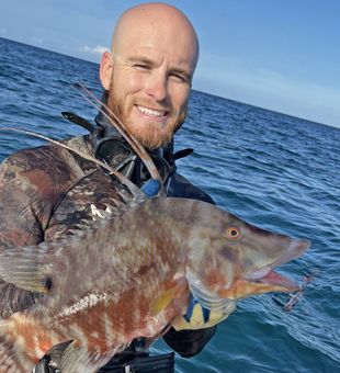 Florida Hogfish Bounty