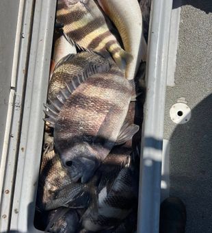 Venice Charter Fishing Fun