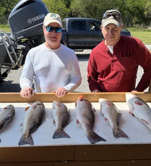 Solid redfish limit from inshore fishing trip
