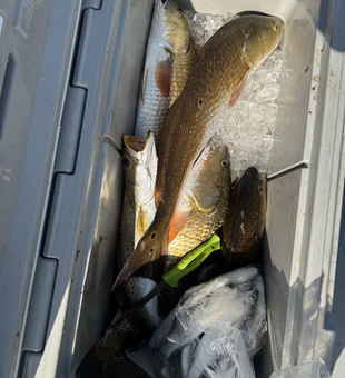Great catch in the cooler! Clear skies made for perfect fishing conditions.