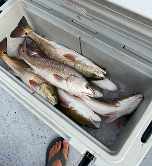 Triple redfish success in Port Aransas waters!