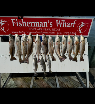 Nice redfish caught using jigging and trolling techniques in clear conditions.
