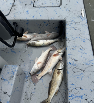 Nice mix of redfish and speckled trout using multiple techniques today!