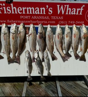 Excellent redfish and speckled trout action!