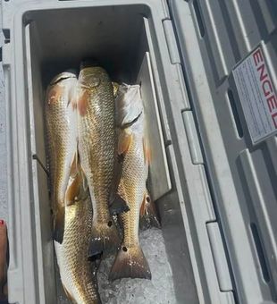Redfish haul - Rockport, TX.