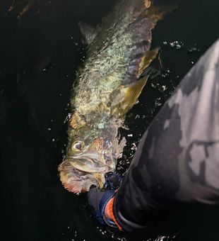 Fly fishing magic after dark
