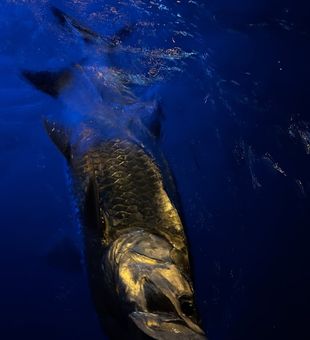 Miami tarpon on fly at night
