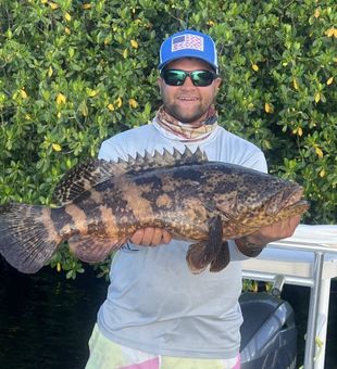 Meaty Grouper for Dinner! - Ochopee, FL.