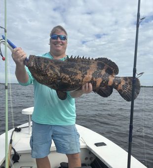 Brown Marbled Grouper - Ochopee, FL.