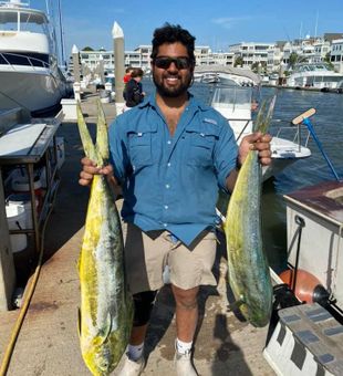 Common Dolphin (Mahi Mahi) in Charleston, SC