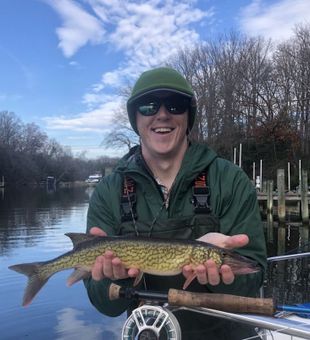 Chain Pickerel catch in Chesapeake Bay Fishing