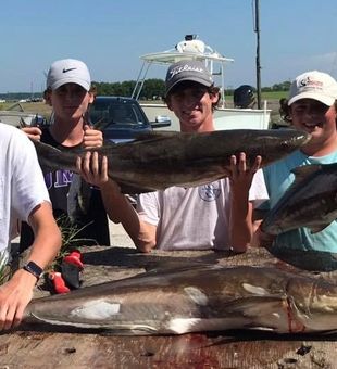 Cobia Fishing in Chesapeake Bay 