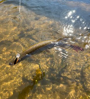 Finest Trout In Maine