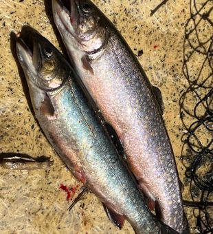 Trout Fishing In Maine