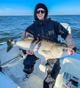 Striped bass: the zebra of the sea!