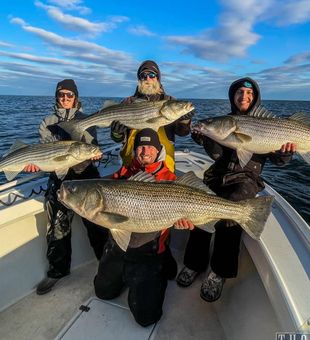 Get hooked on the funky stripes of striped bass!