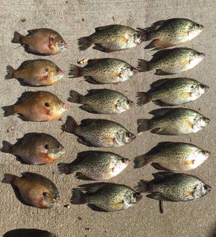 Crappie Fishing in Beaver Lake, AR