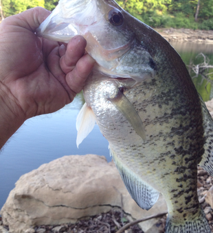 Beaver Lake has great crappie fishing!