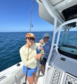 Bright triggerfish action