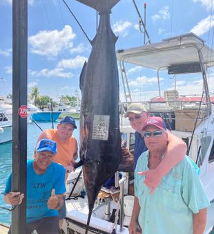 Monster Blue Marlin landed on a Kona fishing charter