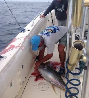 Massive yellowfin tuna landed after a strong offshore fight!