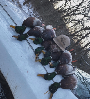 Guests are fully immersed in the action during our guided duck hunting Oklahoma trips
