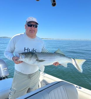 Beautiful Plymouth striped bass makes for perfect day!
