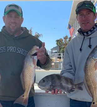 Red Drums and Sheepshead! Awesome!