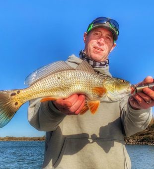 The beauty of Red Drum in display!