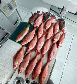 Snapper haul from New Smyrna deep sea
