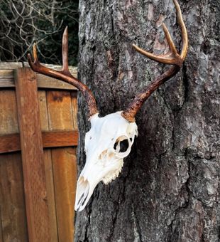 Trophy deer skull mounted on tree in Winchester Bay OR.