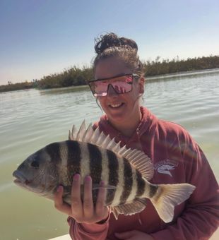 Fort Myers sheepshead showing off those distinctive stripes!