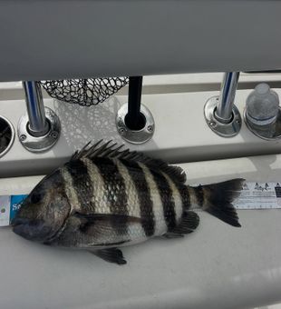 Fort Myers sheepshead ready for the cooler!