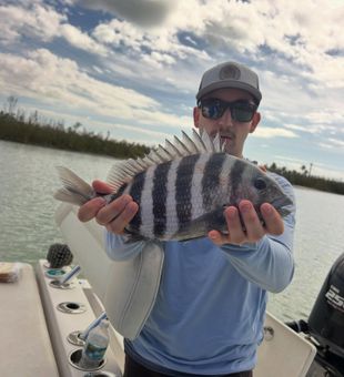 Nice sheepshead from Fort Myers waters!