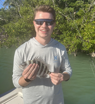 Fort Myers sheepshead showing off those distinctive black stripes!